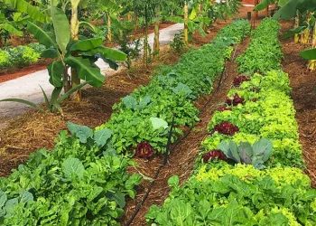 Aberto processo seletivo para estagiário de nível superior para o Projeto Hortas Agroflorestais