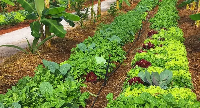 Aberto processo seletivo para estagiário de nível superior para o Projeto Hortas Agroflorestais